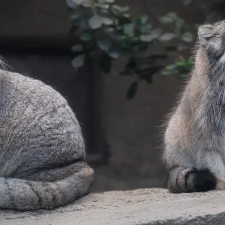 A photograph of Az in Kobe Animal Kingdom