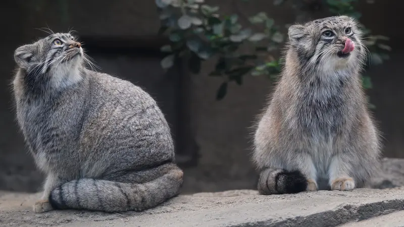 A photograph of Az in Kobe Animal Kingdom