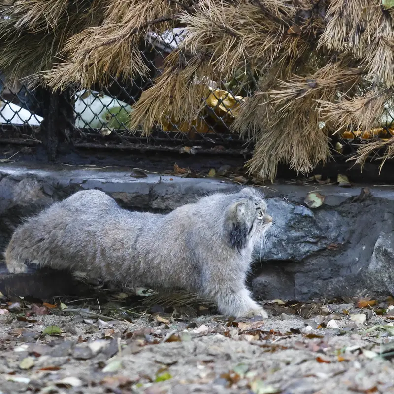 A photograph of Snezhinka in Novosibirsk Zoo