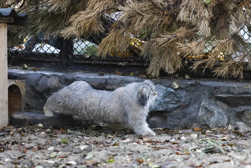 A photograph of Snezhinka in Novosibirsk Zoo