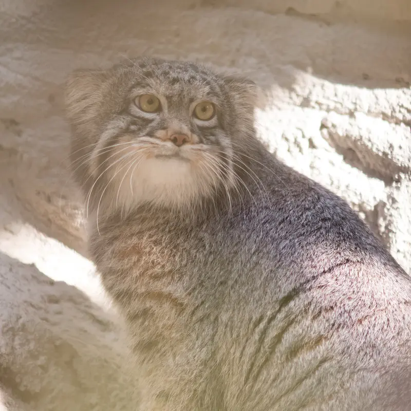 A photograph of Figa in Nogeyama Zoo