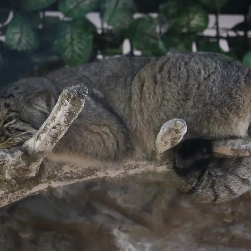A photograph of Shar and Bor in Nasu Animal Kingdom