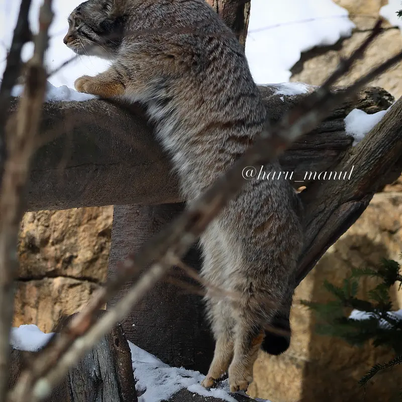 A photograph of Nagomu in Nasu Animal Kingdom
