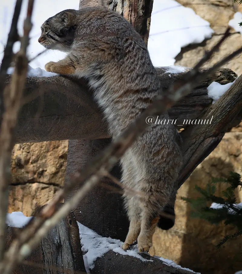 A photograph of Nagomu in Nasu Animal Kingdom