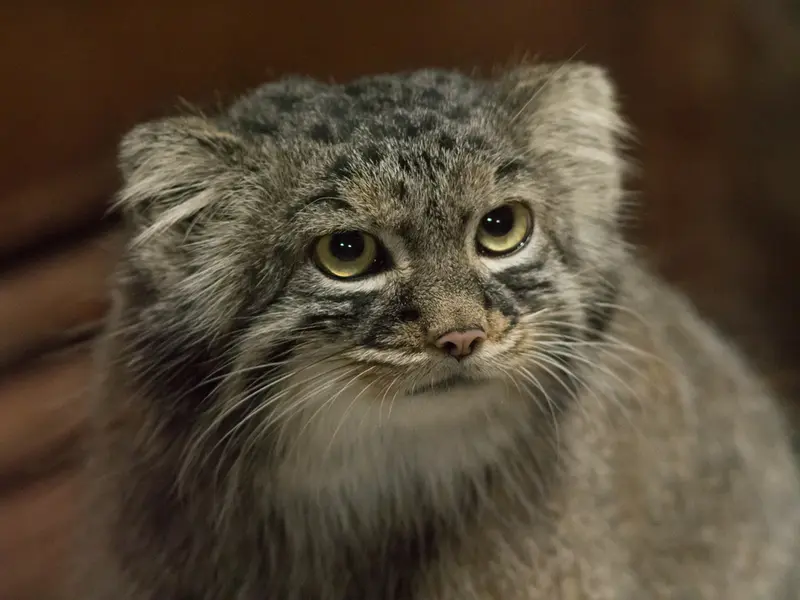 A photograph of Shafran in Ueno Zoological Gardens