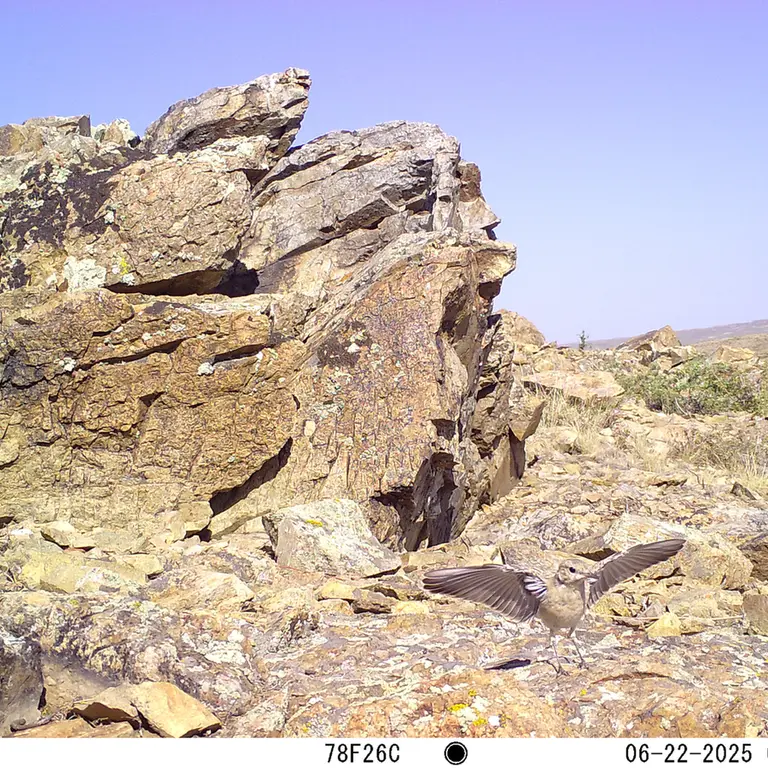 A photograph of a Pallas's cat from Karashoky [new] camera trap