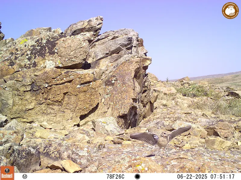 A photograph of a Pallas's cat from Karashoky [new] camera trap