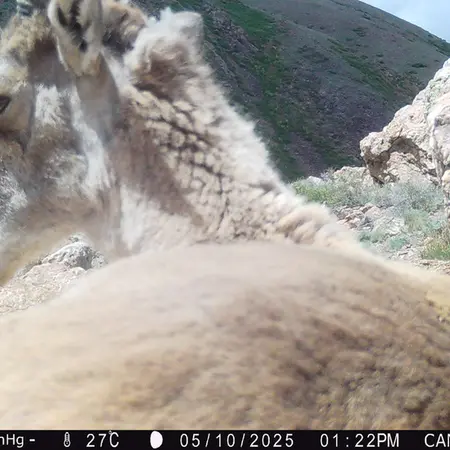 A photograph of Argali from Zhundy 2 [new] camera trap