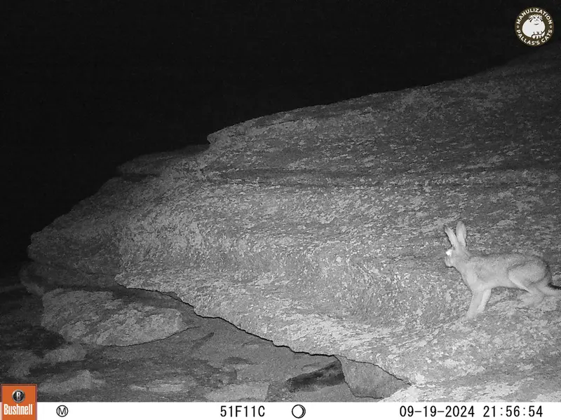 A photograph of Hare from Bektauata 1 camera trap