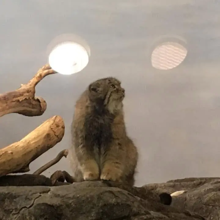 A photograph of Boris in Prospect Park Zoo