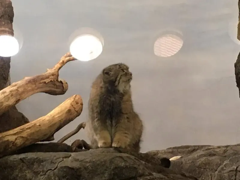 A photograph of Boris in Prospect Park Zoo