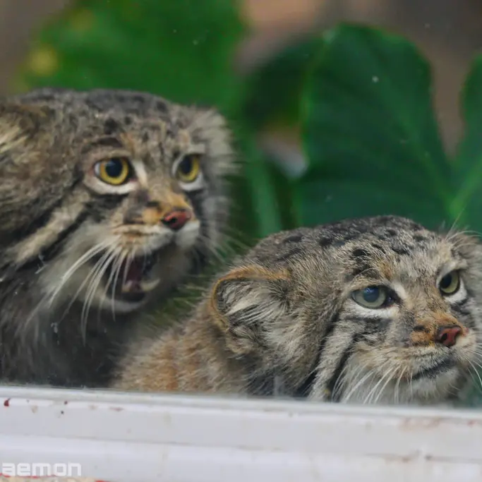 A photograph of Az in Kobe Animal Kingdom