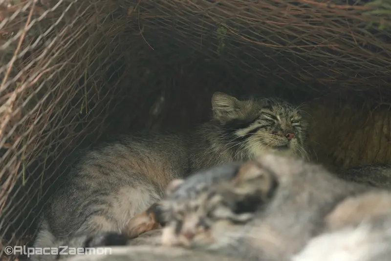 A photograph of Az and Mei in Kobe Animal Kingdom
