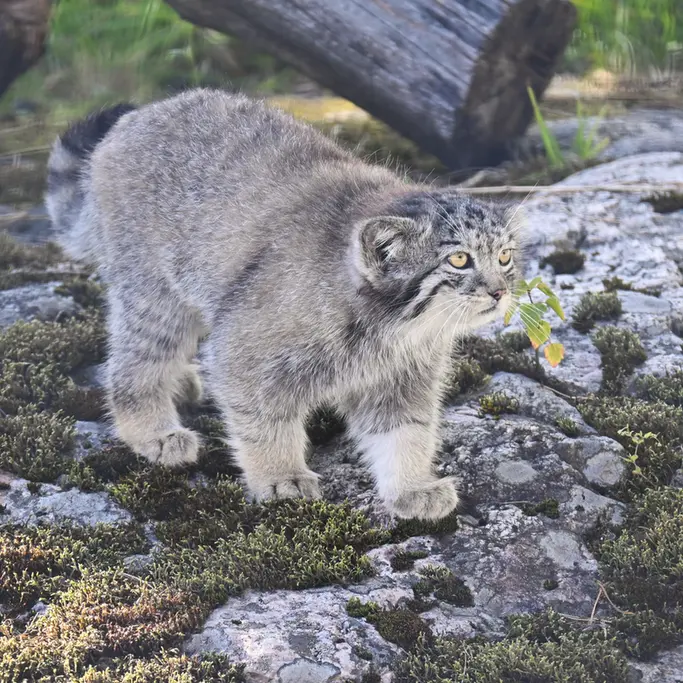 A photograph of Saga in Korkeasaari Zoo