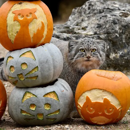 A photograph of Kharaa in Port Lympne Wild Animal Park