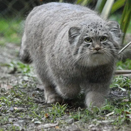 A photograph of Khutga in Port Lympne Wild Animal Park