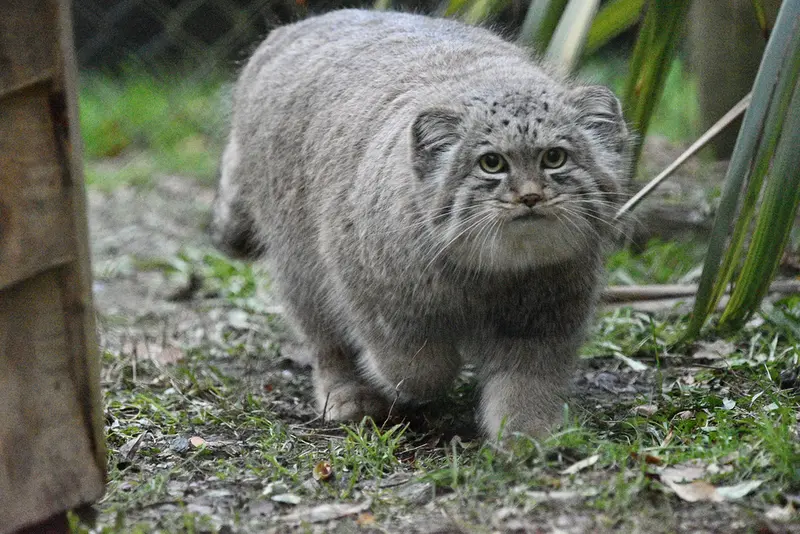 A photograph of Khutga in Port Lympne Wild Animal Park