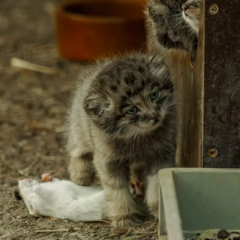 A photograph of a Pallas's cat in Brno Zoo