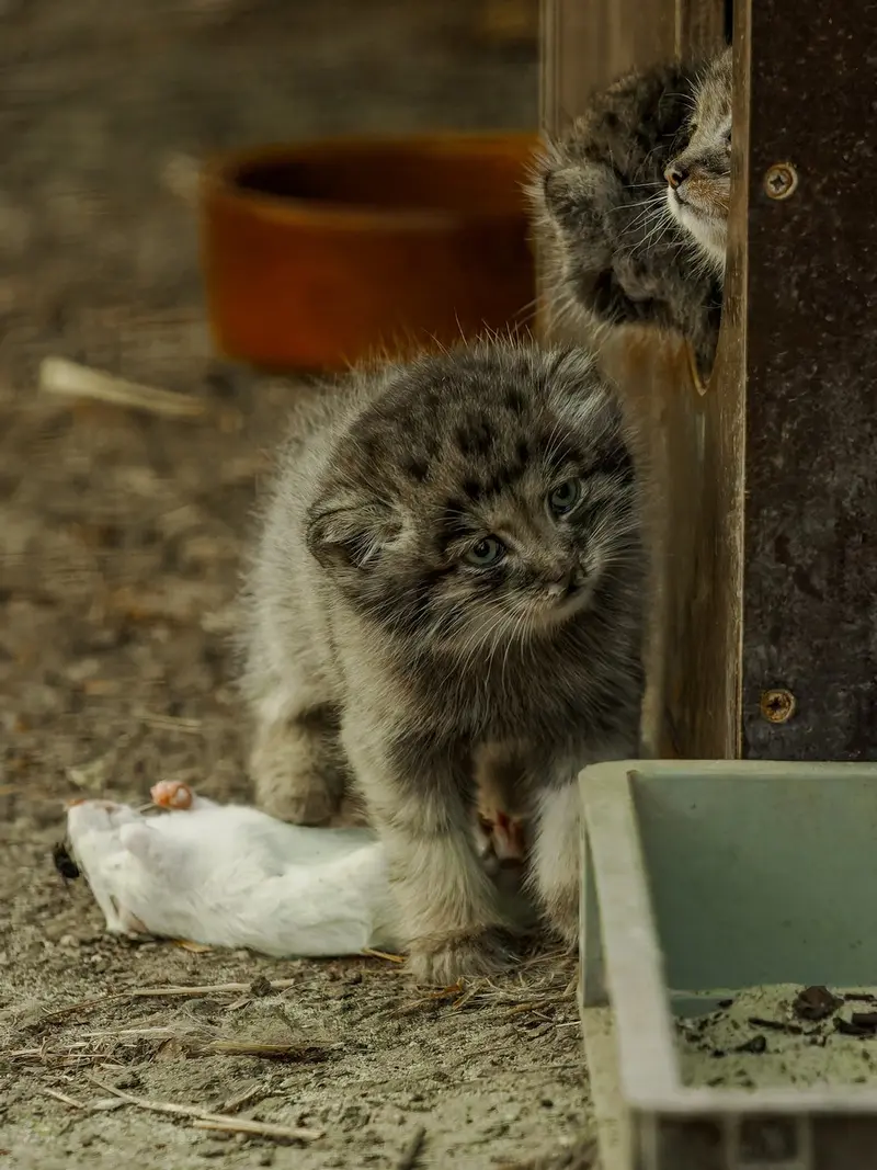 A photograph of a Pallas's cat in Brno Zoo