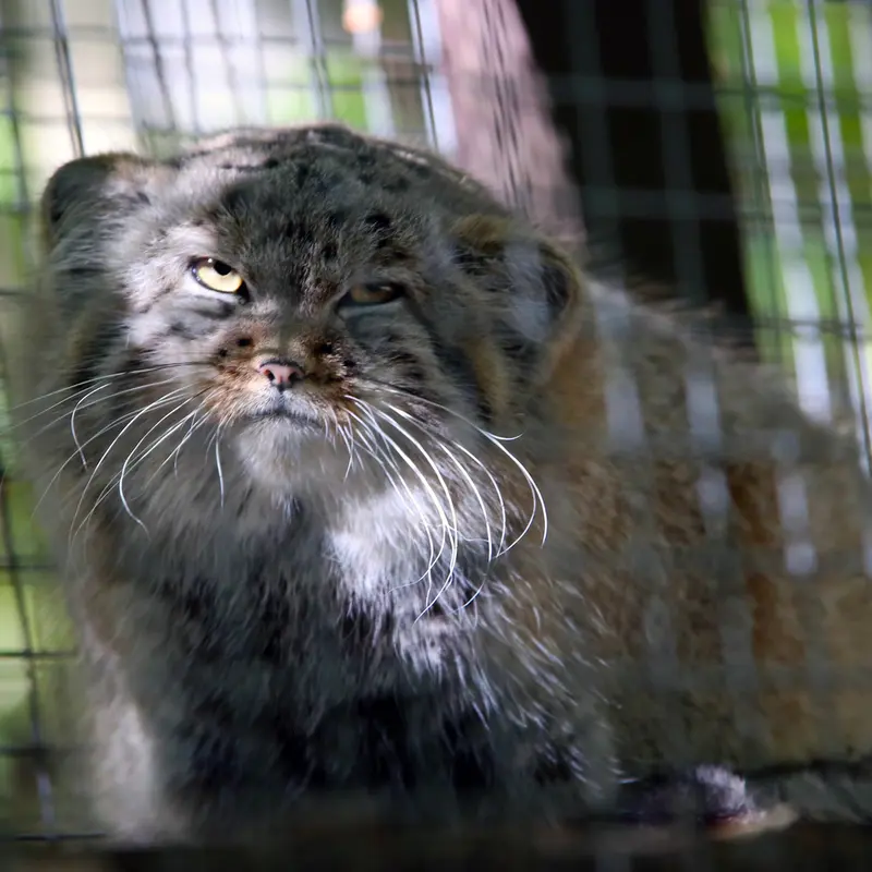 A photograph of Kitten of Alani b.2026 Ⅰ in Košice Zoo