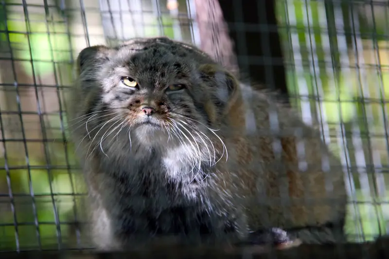 A photograph of Kitten of Alani b.2026 Ⅰ in Košice Zoo