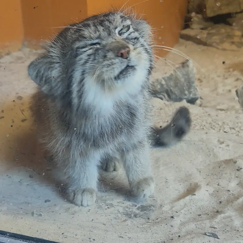 A photograph of Akiko in Edinburgh Zoo