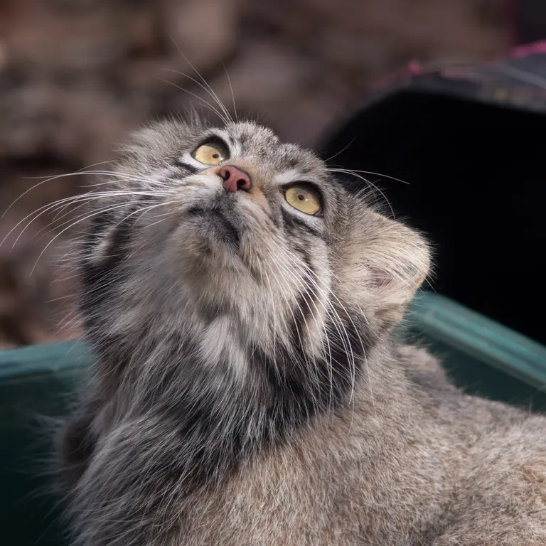 A photograph of Oto in Saitama Children's Zoo
