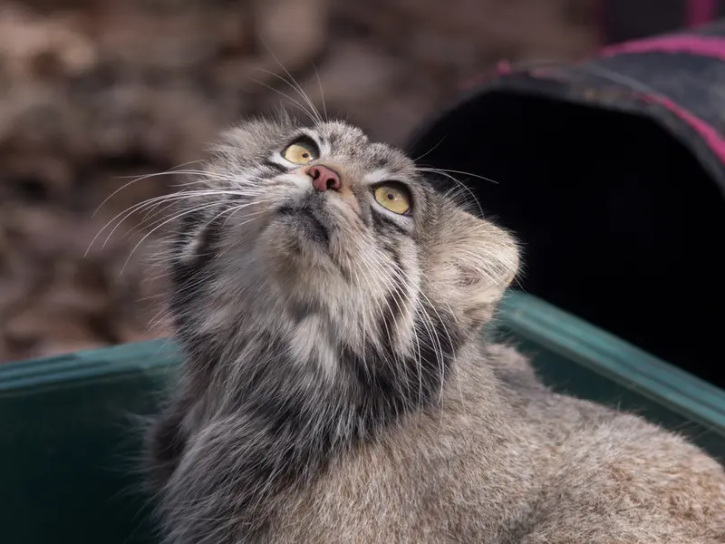 A photograph of Oto in Saitama Children's Zoo