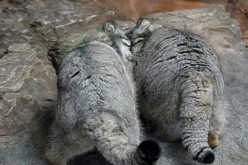 A photograph of a Pallas's cat