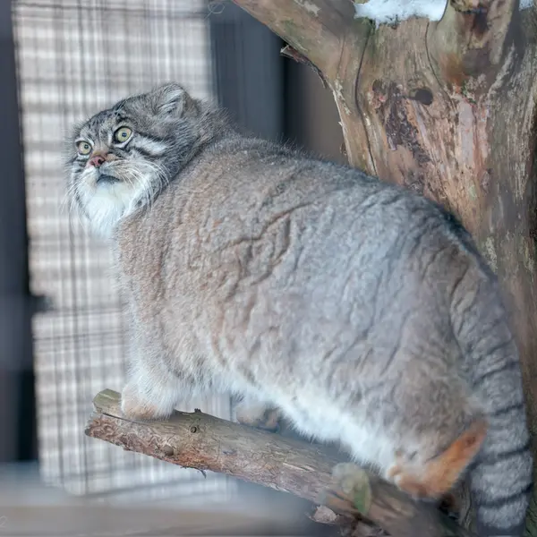 A photograph of Grusha in Asahiyama Zoo