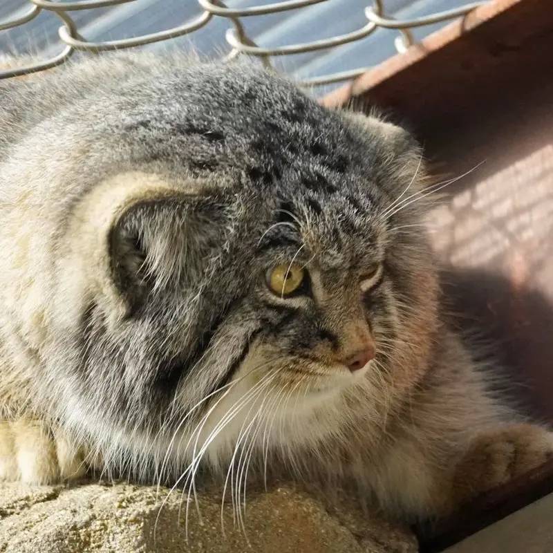 A photograph of a Pallas's cat