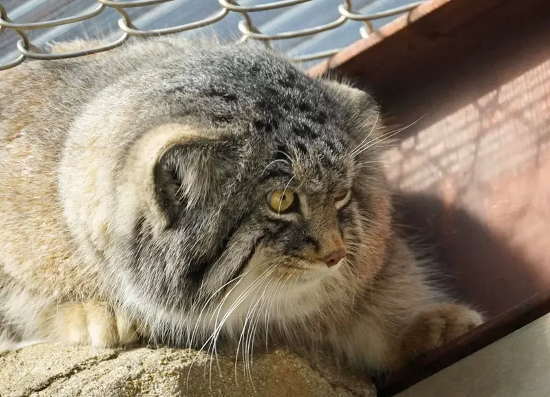 A photograph of a Pallas's cat