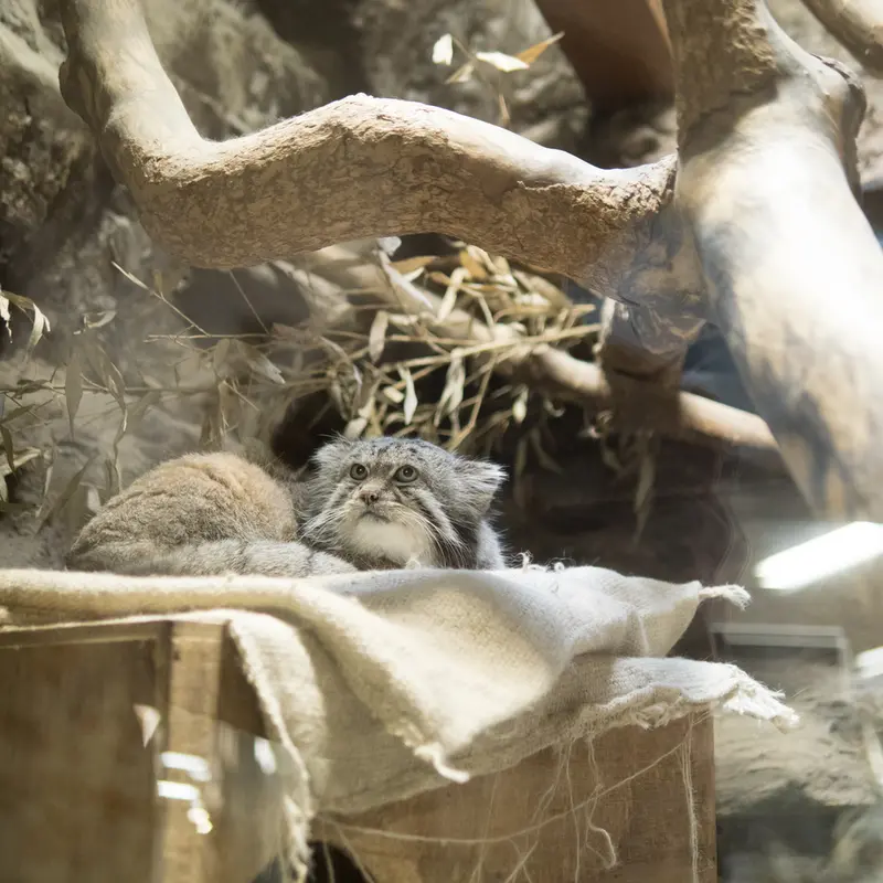 A photograph of Klyon in Ueno Zoological Gardens