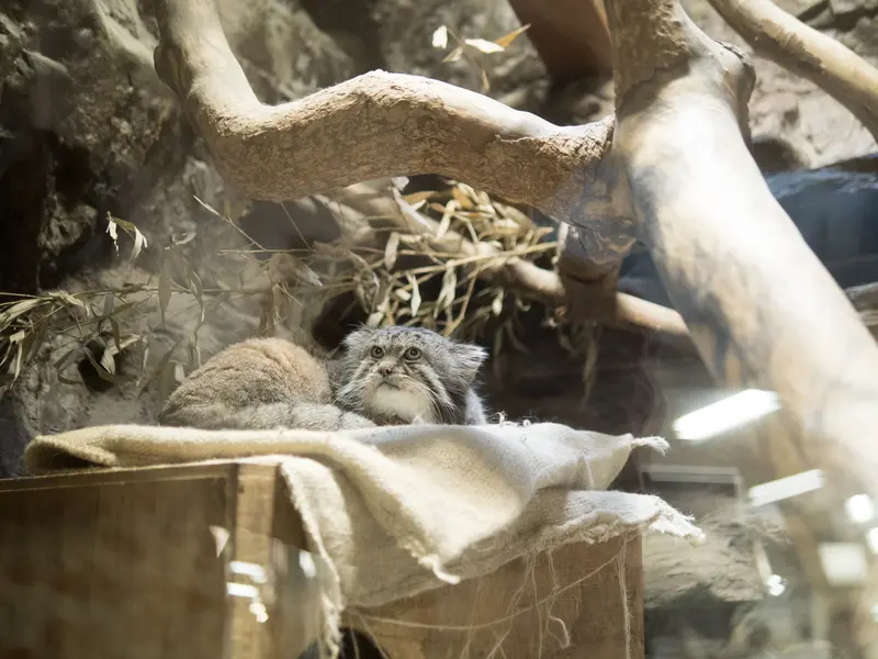 A photograph of Klyon in Ueno Zoological Gardens