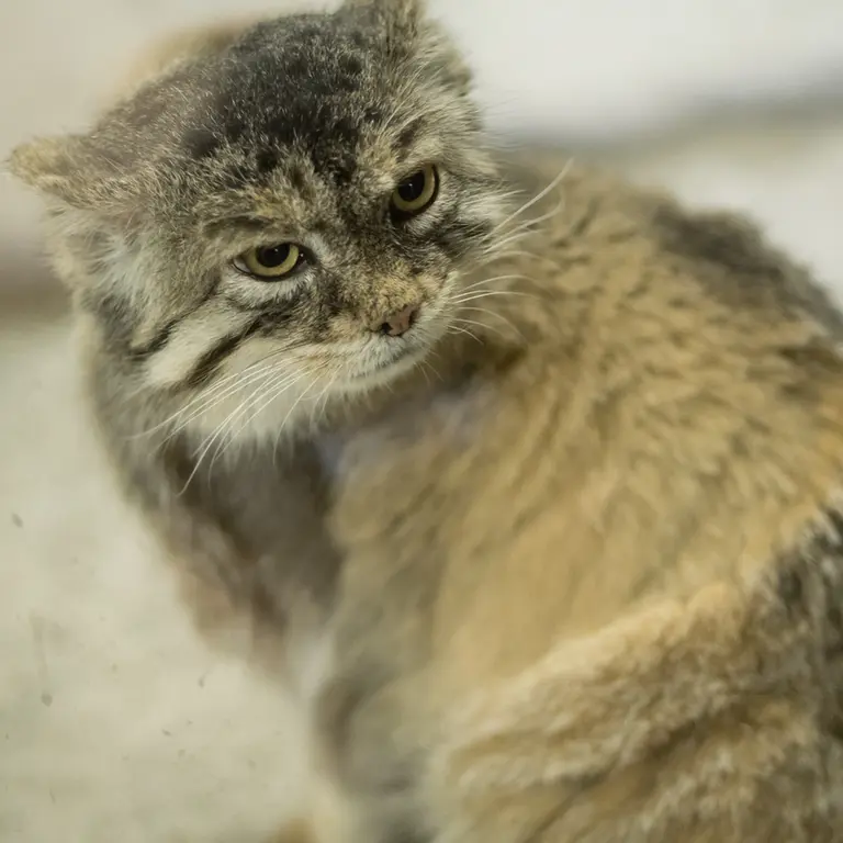 A photograph of Primula in Ueno Zoological Gardens