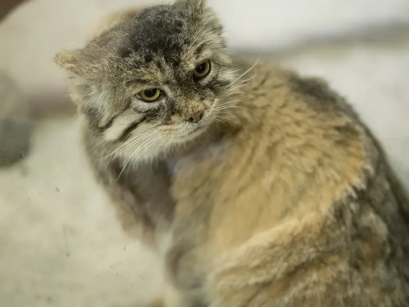 A photograph of Primula in Ueno Zoological Gardens