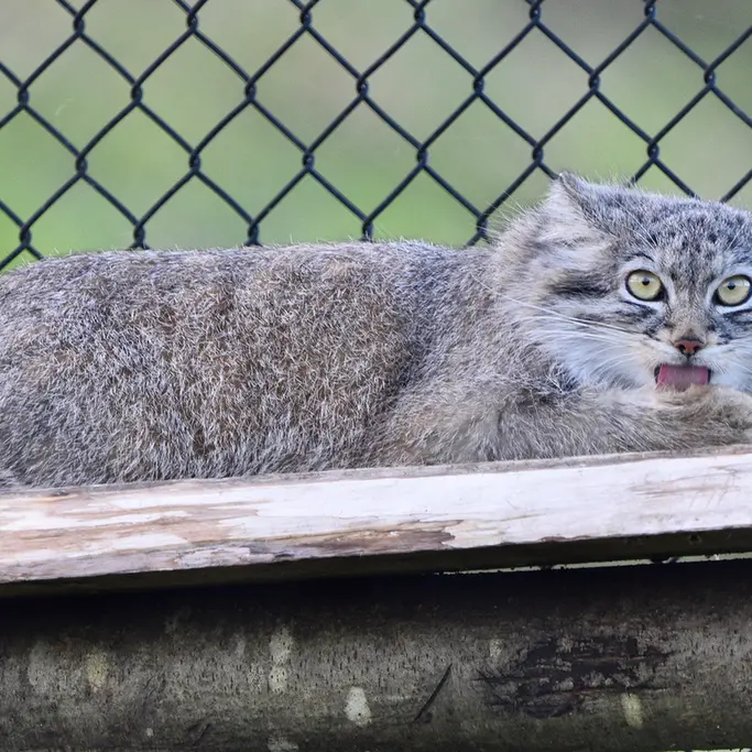 A photograph of Kharaa in Port Lympne Wild Animal Park