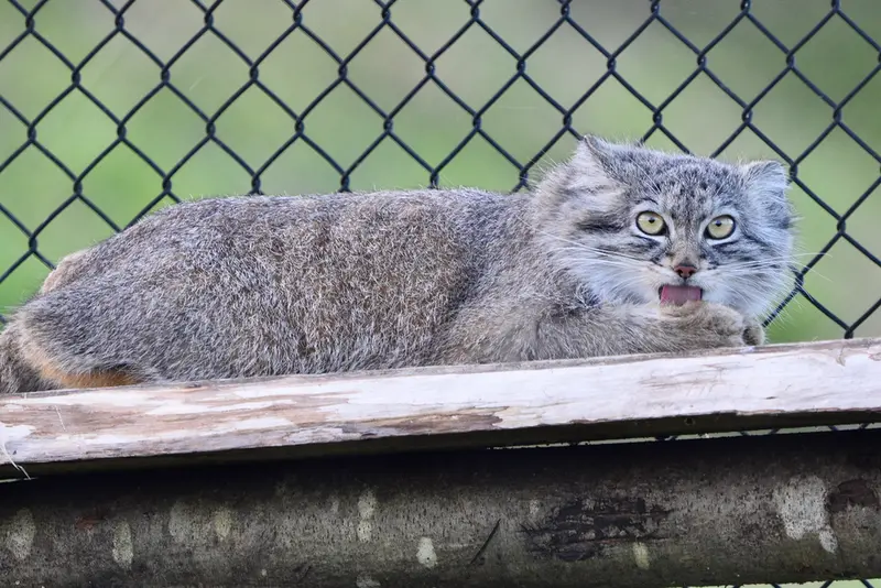 A photograph of Kharaa in Port Lympne Wild Animal Park