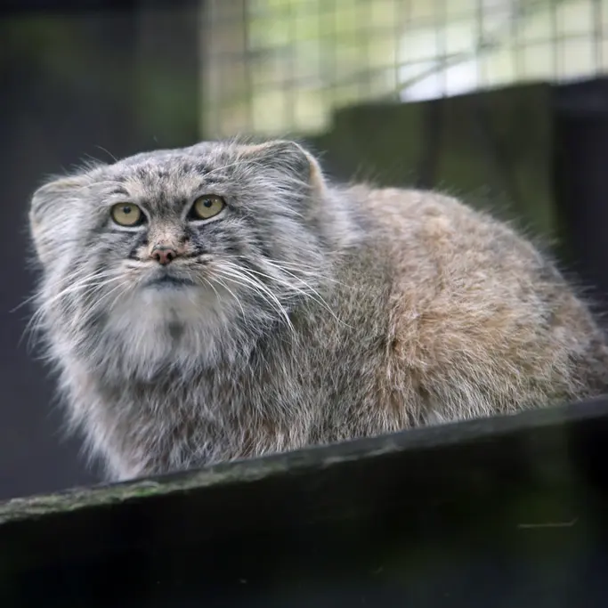 A photograph of Aysen in Košice Zoo