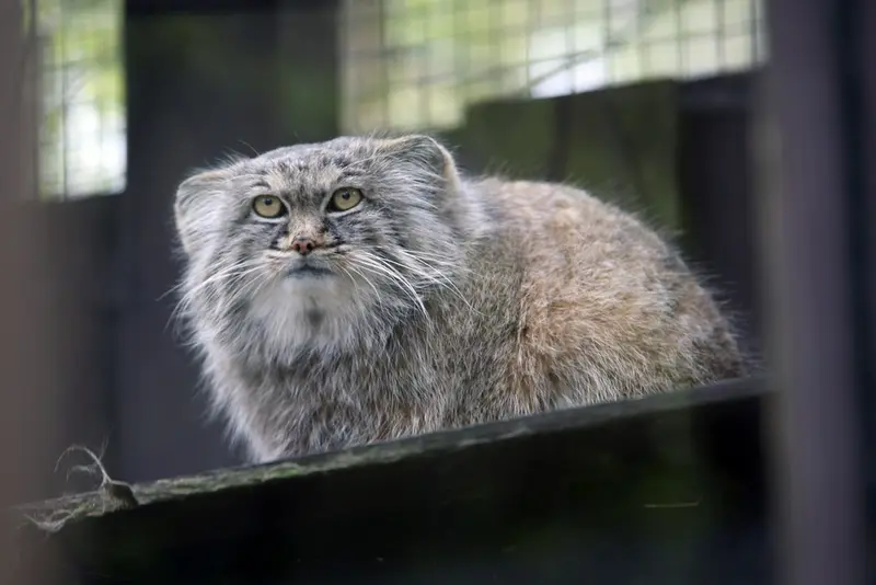 A photograph of Aysen in Košice Zoo