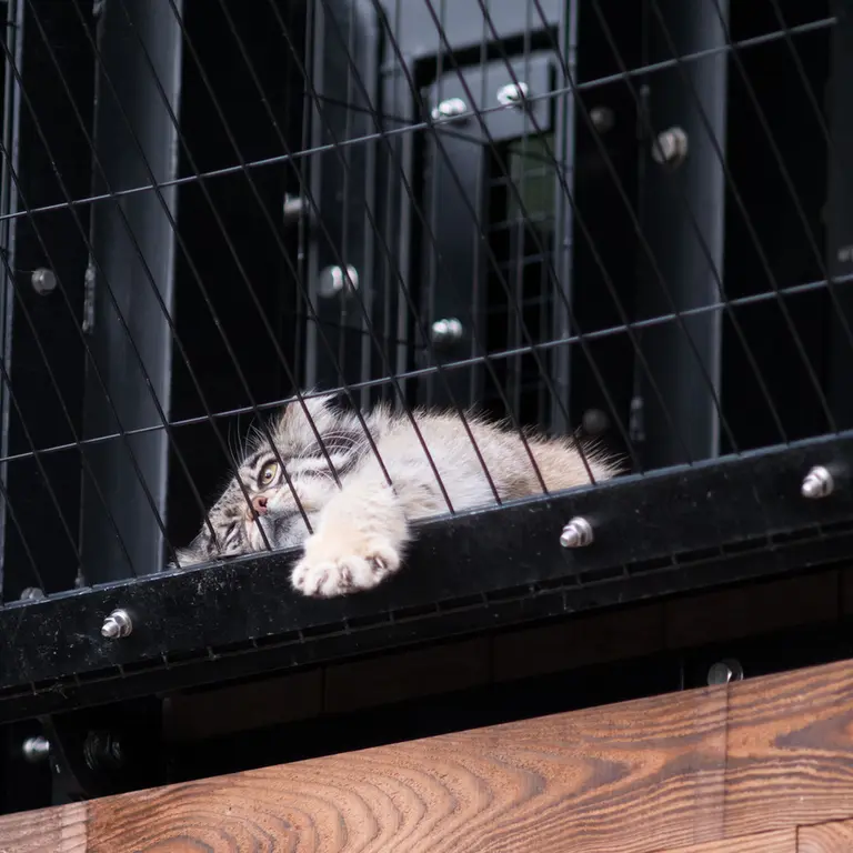 A photograph of Grusha in Asahiyama Zoo