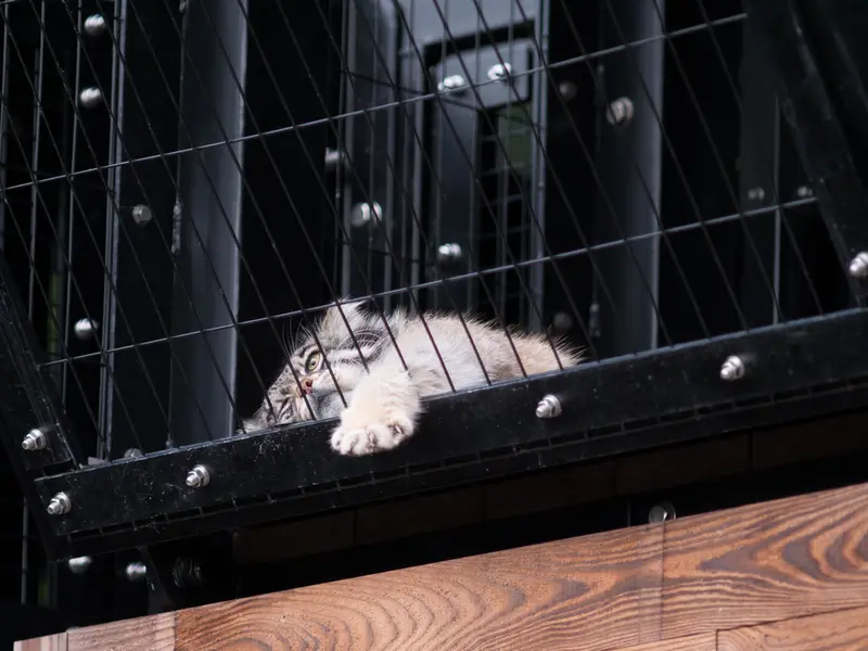 A photograph of Grusha in Asahiyama Zoo