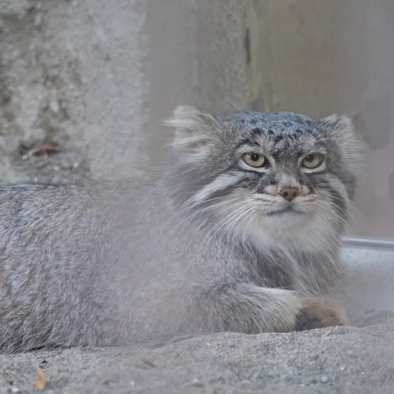 A photograph of Figa in Nogeyama Zoo