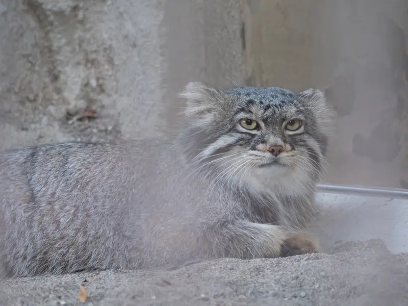 A photograph of Figa in Nogeyama Zoo