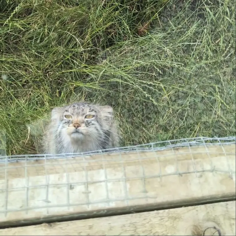 A photograph of a Pallas's cat in The Lakeland Wildlife Oasis