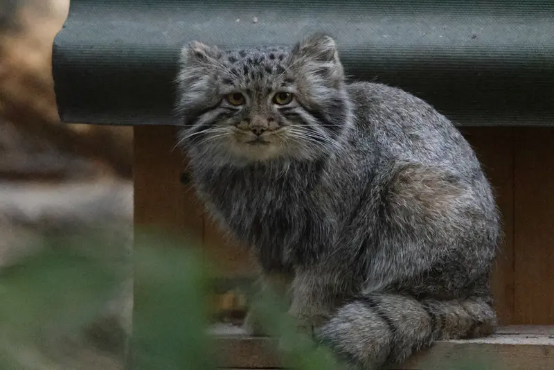 A photograph of a Pallas's cat