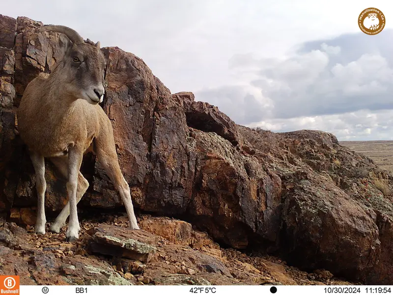 A photograph of Argali from Aktas-Kunkora camera trap