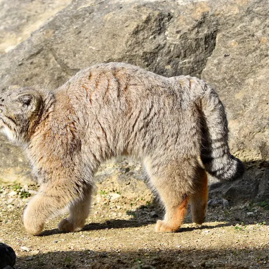 A photograph of a Pallas&#039;s cat in Port Lympne Wild Animal Park