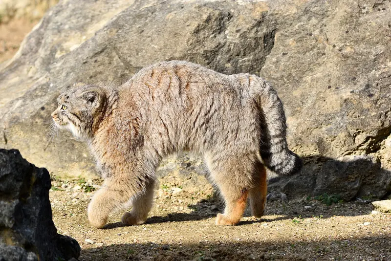 A photograph of a Pallas&#039;s cat in Port Lympne Wild Animal Park