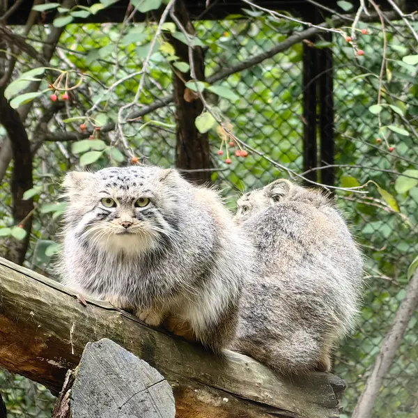 A photograph of Son of Eve 2024 Ⅰ and Sychik in Novosibirsk Zoo